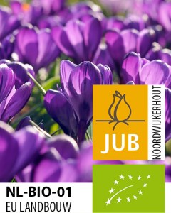 BIO Crocus Flower Record